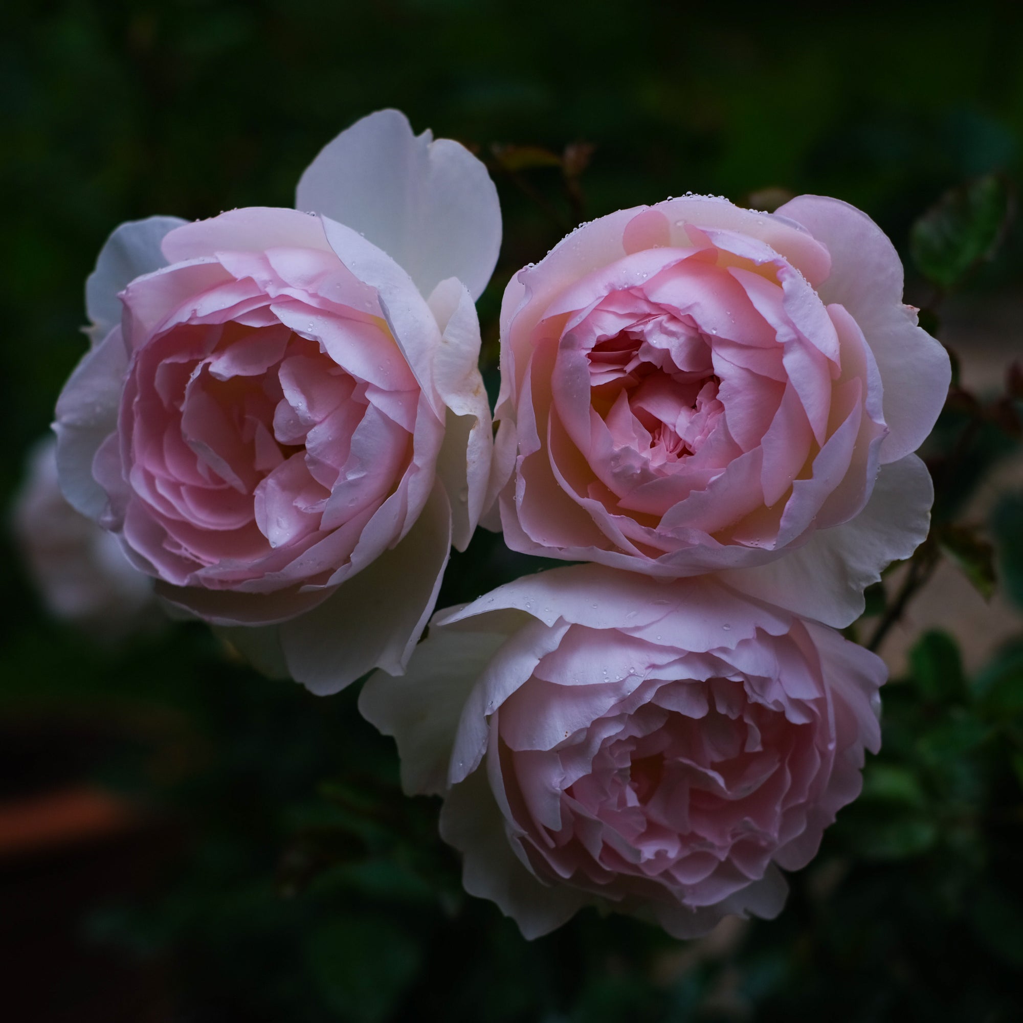english rose 