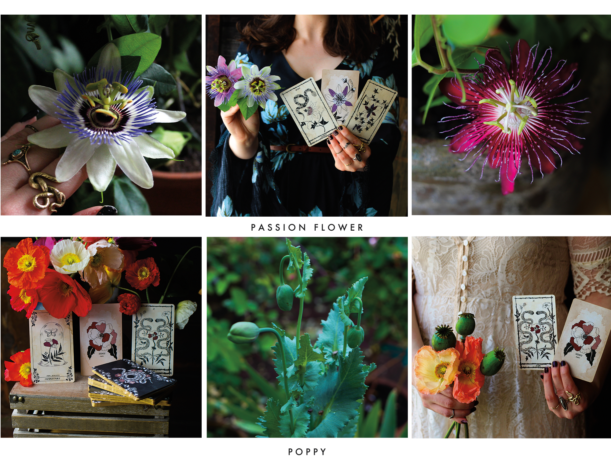 Botanical Tarot Card decks with their counterpart flowers from the garden.