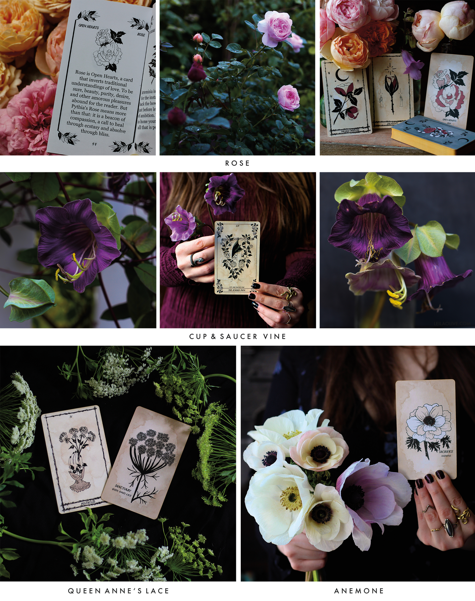 Botanical Tarot deck card readings from the garden.