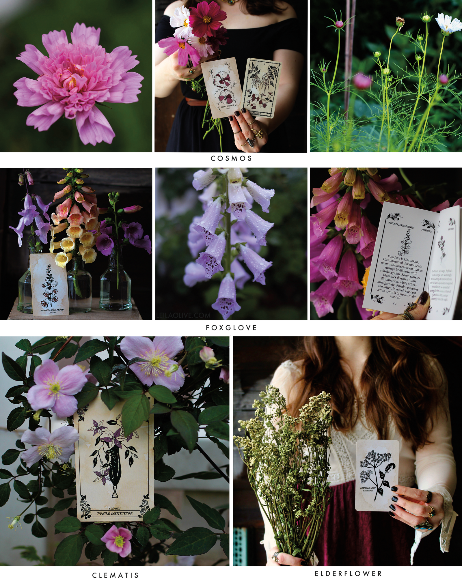Botanical Oracle and Tarot card decks, illustrated by hand and rooted in mythology, traditional Tarot interpretations, florals and the plant kingdom.