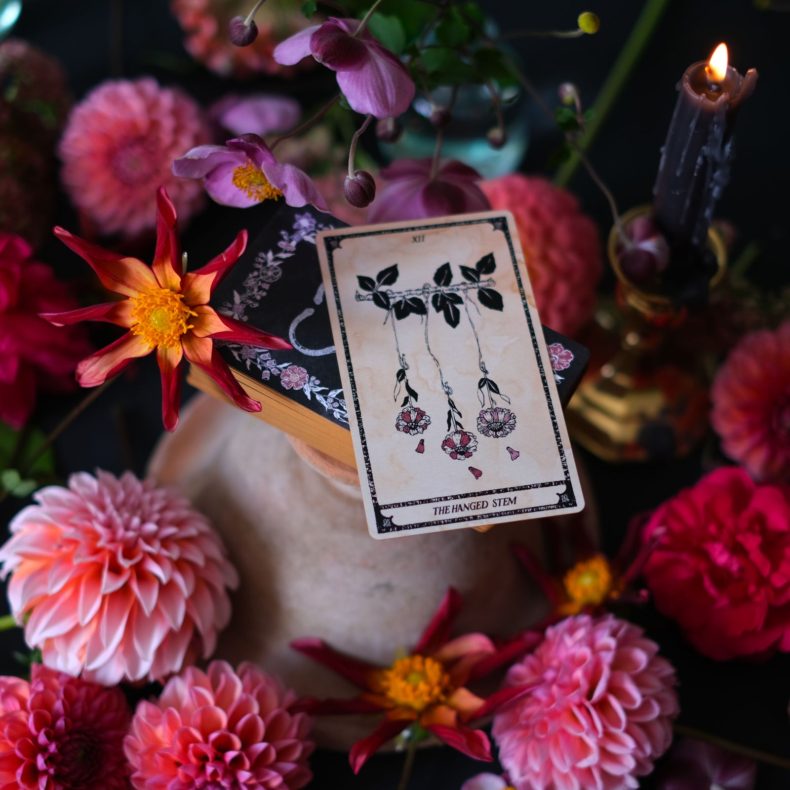 Plant Tarot Deck, Viola Lux Umbra