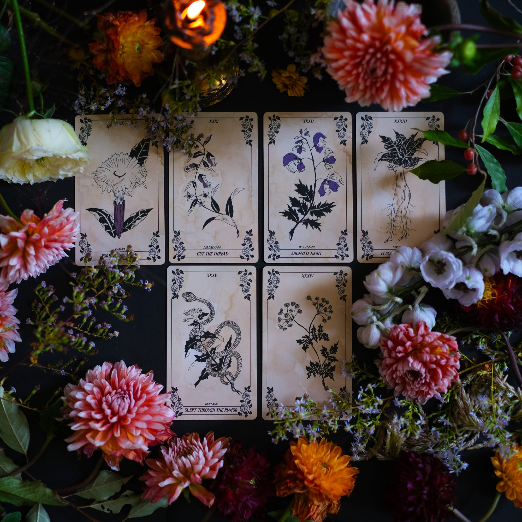 Maiden is a plant tarot deck, weaving together a botanical vision of the Tarot's Major Arcana. 
