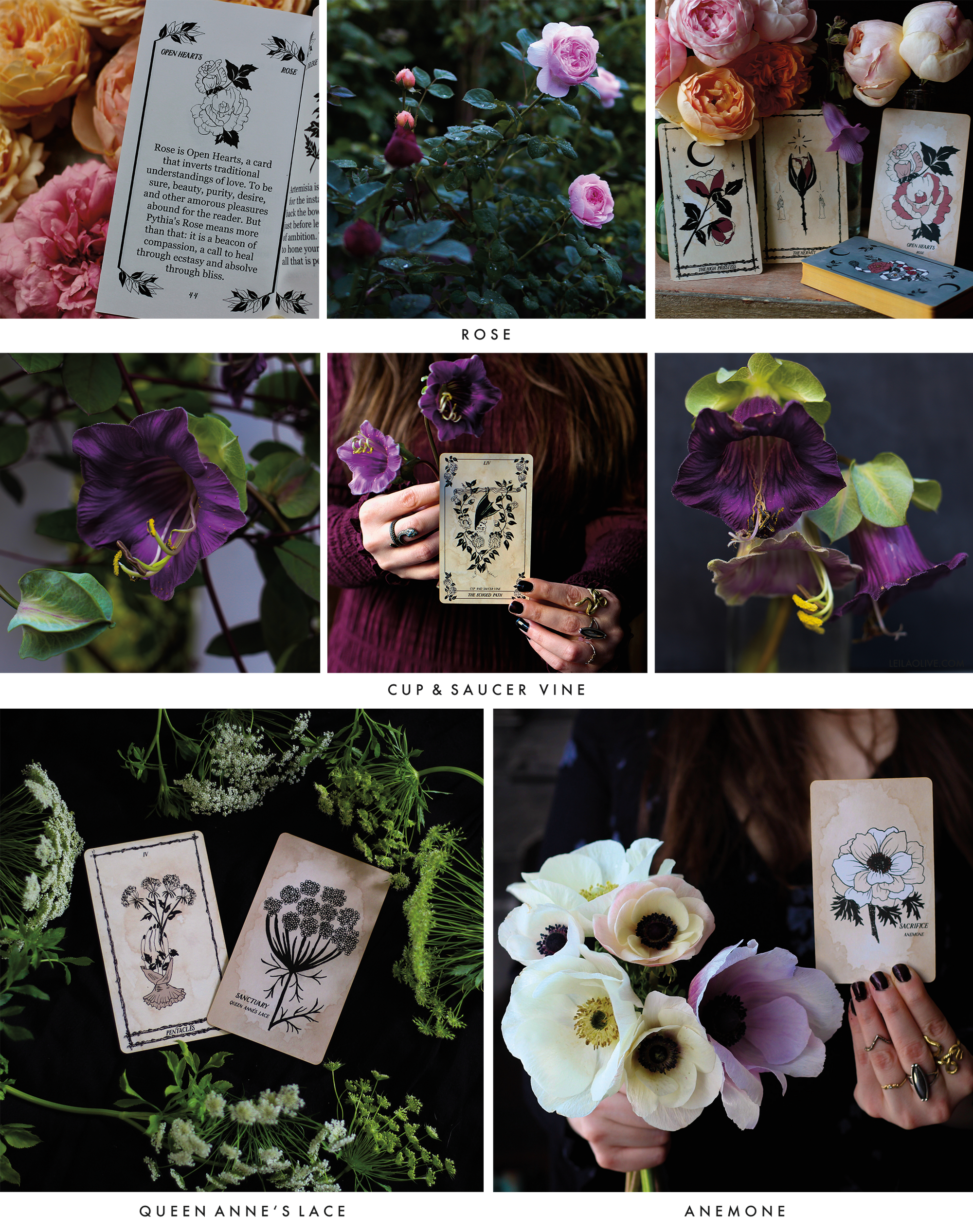 Botanical Tarot deck card readings from the garden. 