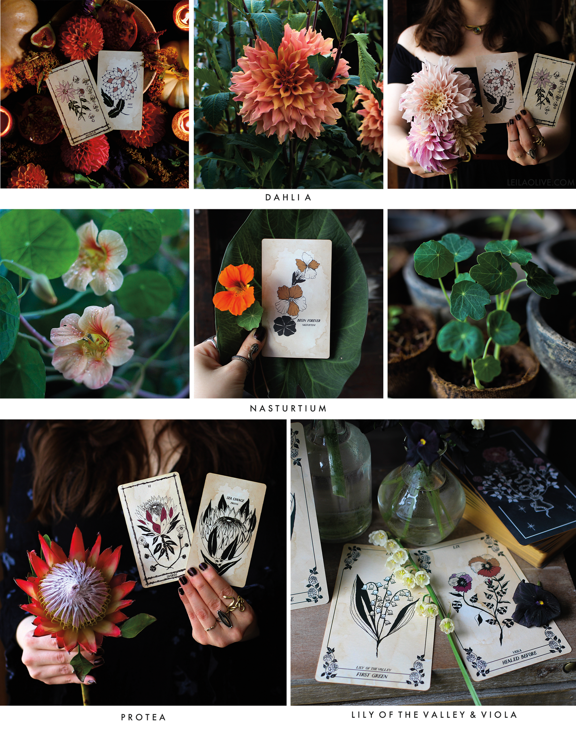 Botanical Oracle card deck reading with the flowers in the garden.