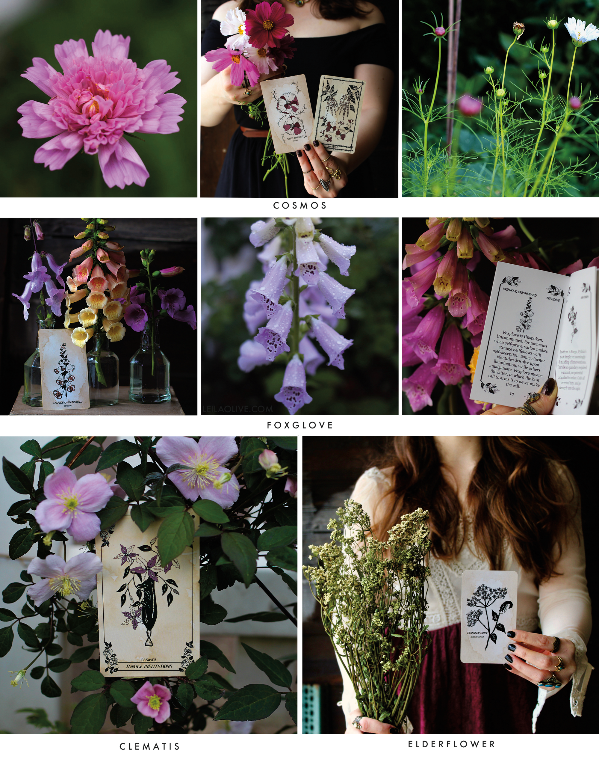 Botanical Oracle and Tarot card decks, illustrated by hand and rooted in mythology, traditional Tarot interpretations, florals and the plant kingdom. 