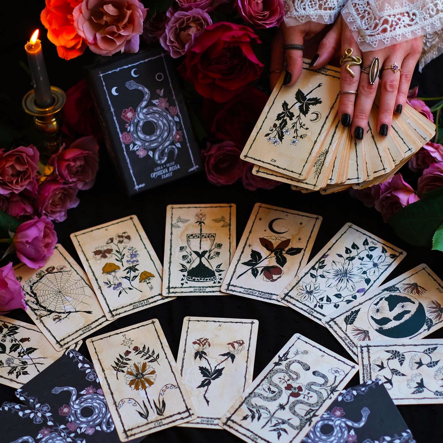 Botanical Tarot deck, the Ophidia Rosa, is illustrated by hand and rooted in the botanical world.